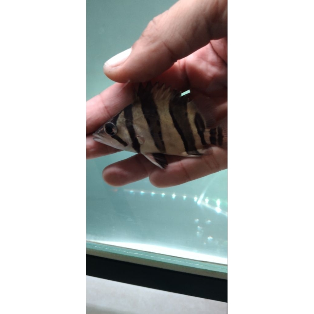 Datz 3 Bar Clean 9cm jos jis