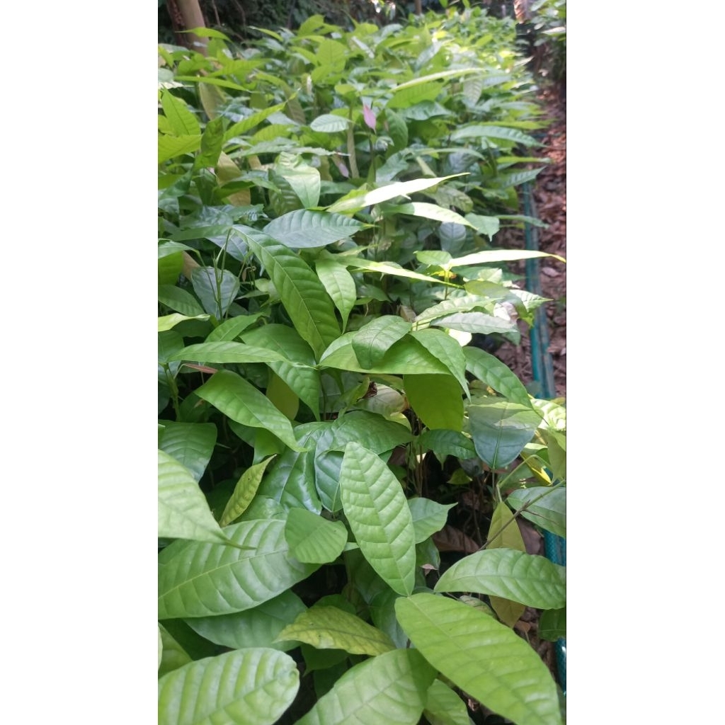 bibit kakau / coklat / kopi coklat