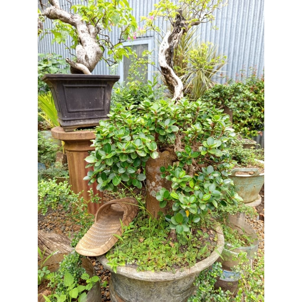 Bonsai dolar mikro rimbun uk besar siap pajang