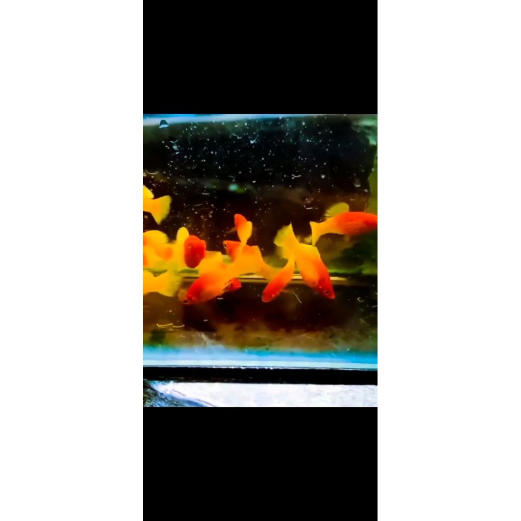 platy variatus sunrise Ruby nose 2 jantan 3 betina