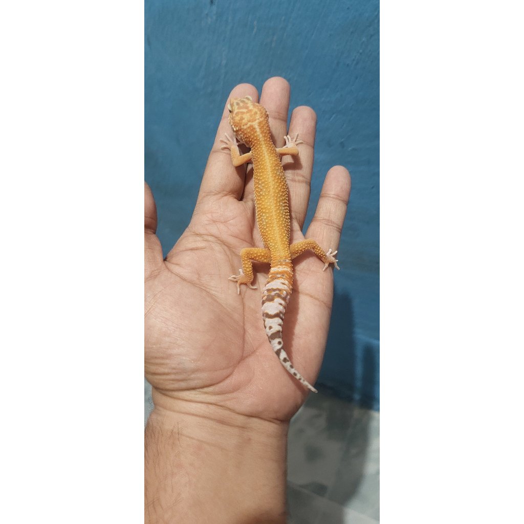 Mainan Leopard gecko Tremper Lavender