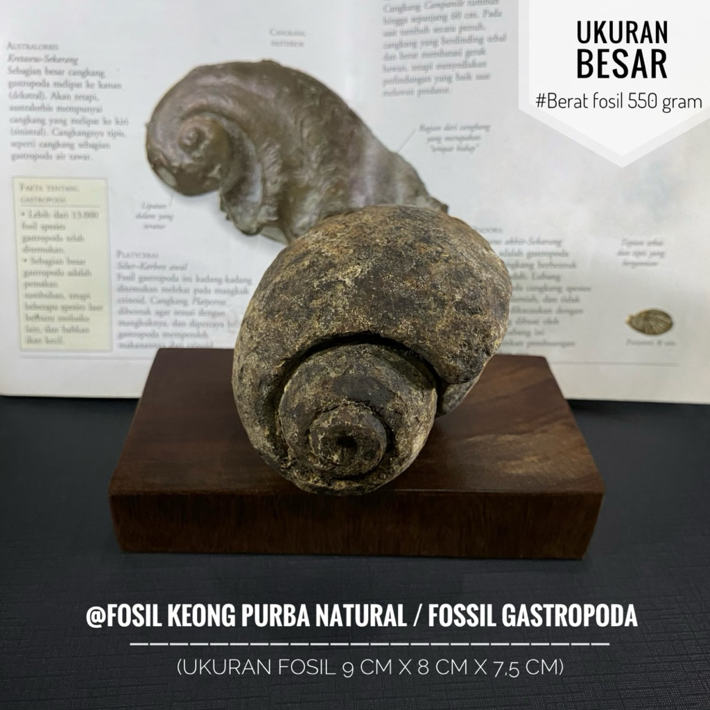 Fosil Keong Purba Natural B72 atau Fosil Kerang atau Fossil Gastropoda atau Fosil Snail atau Fosil K