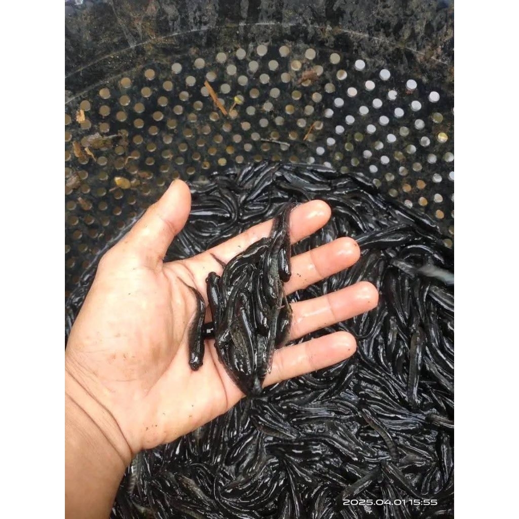 BIBIT IKAN GABUS Kualitas SUPER