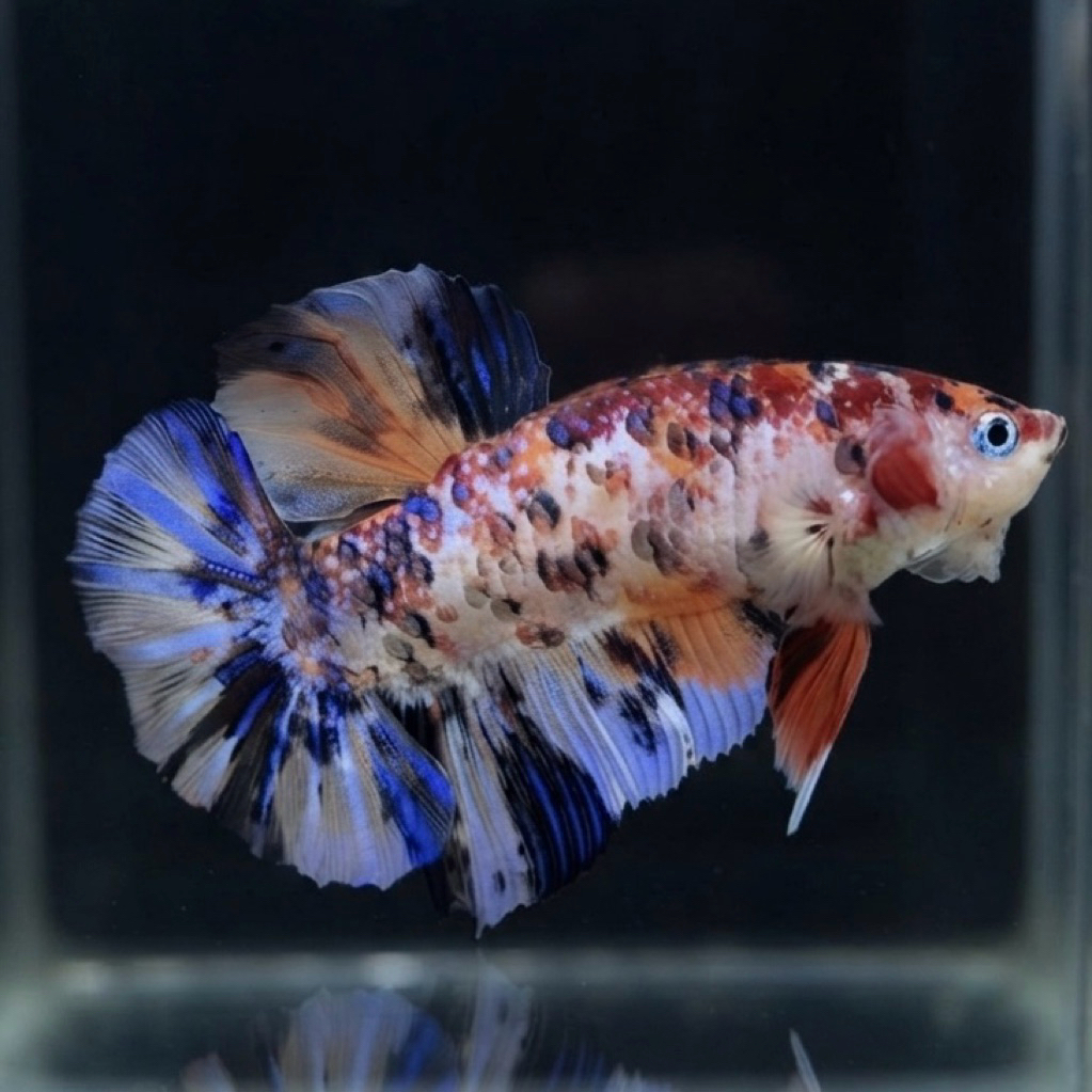 CUPANG / BETTA GIANT BO 5 CM PK MULTI METALIC (REAL PIC)