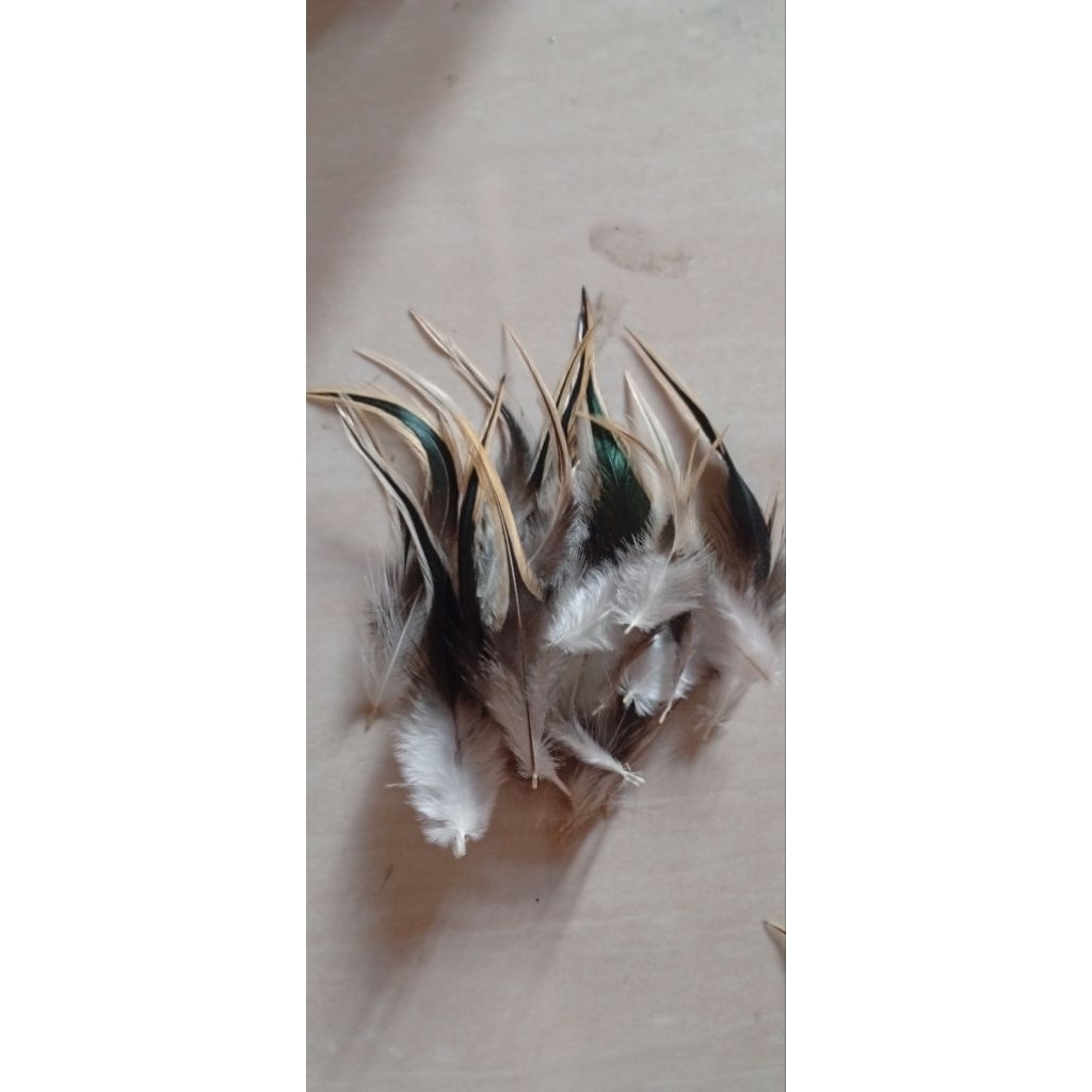 BuluAyamUmpanPancing50helai
