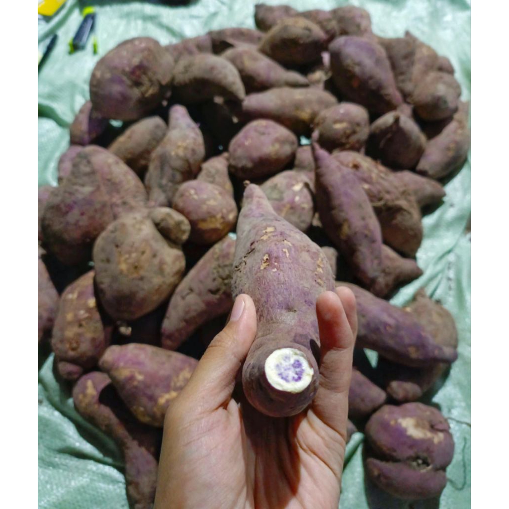 Ubi Samarinda kualitas super 500 gram