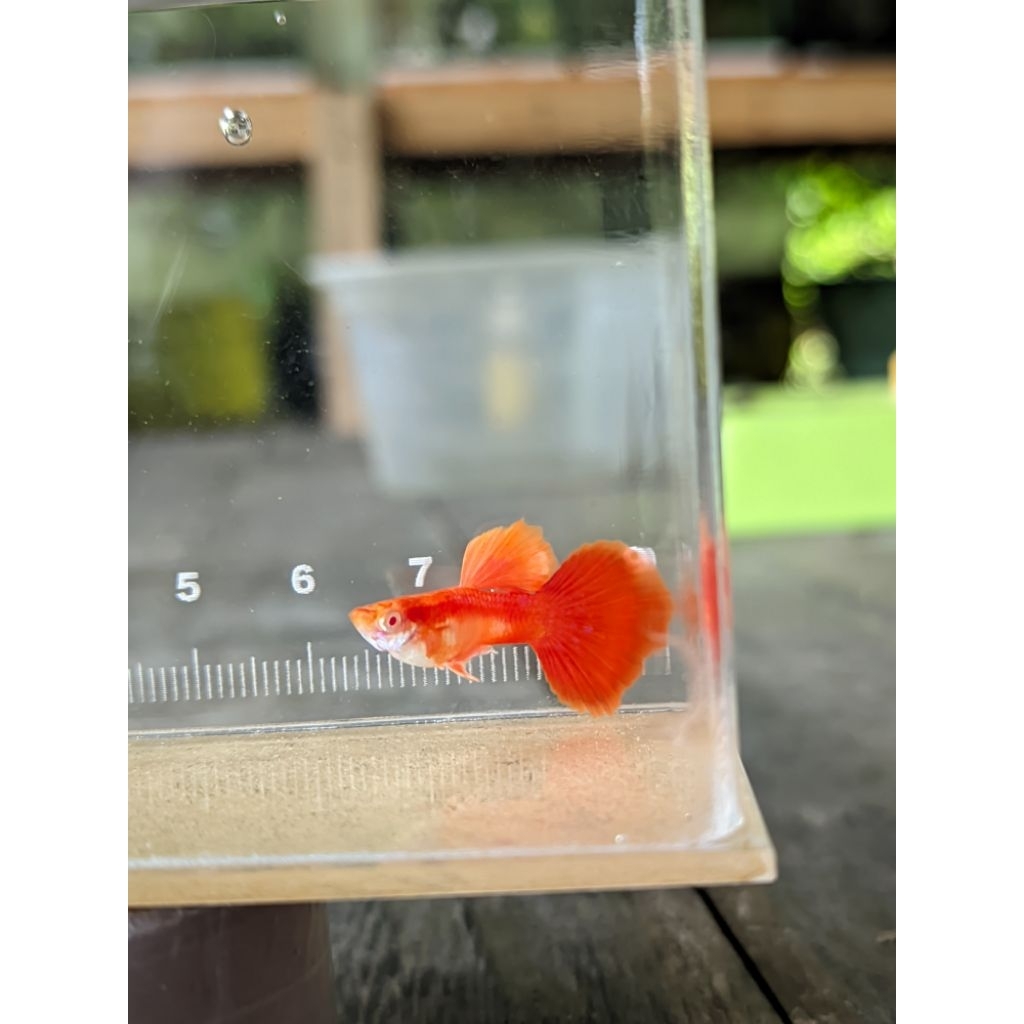 hiasan guppy albino tuxedo coulyflowers