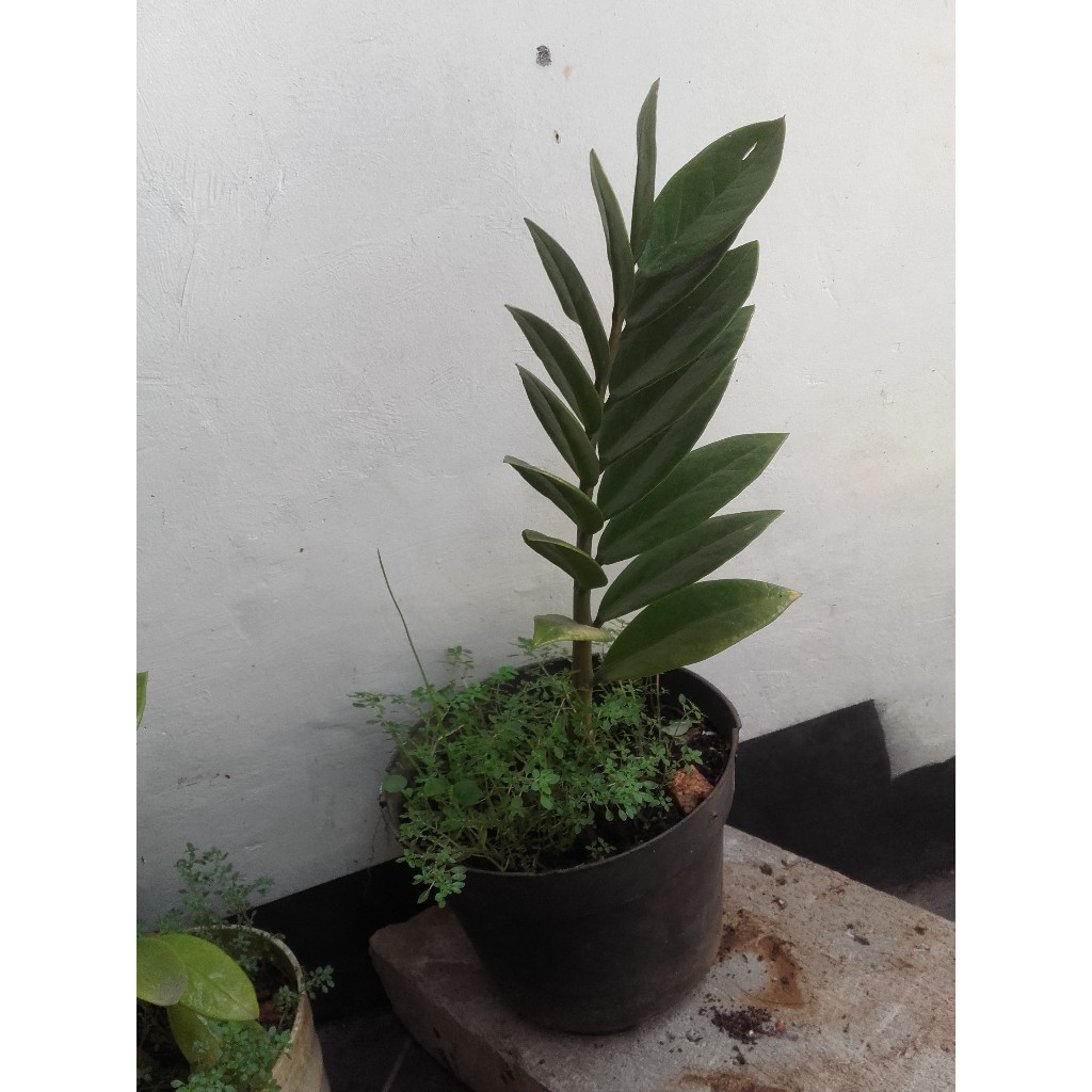 tanaman dolar (ZZ Plant / Jade Plant) dipercaya kuat dapat menarik energi kekayaan, stabilitas finan