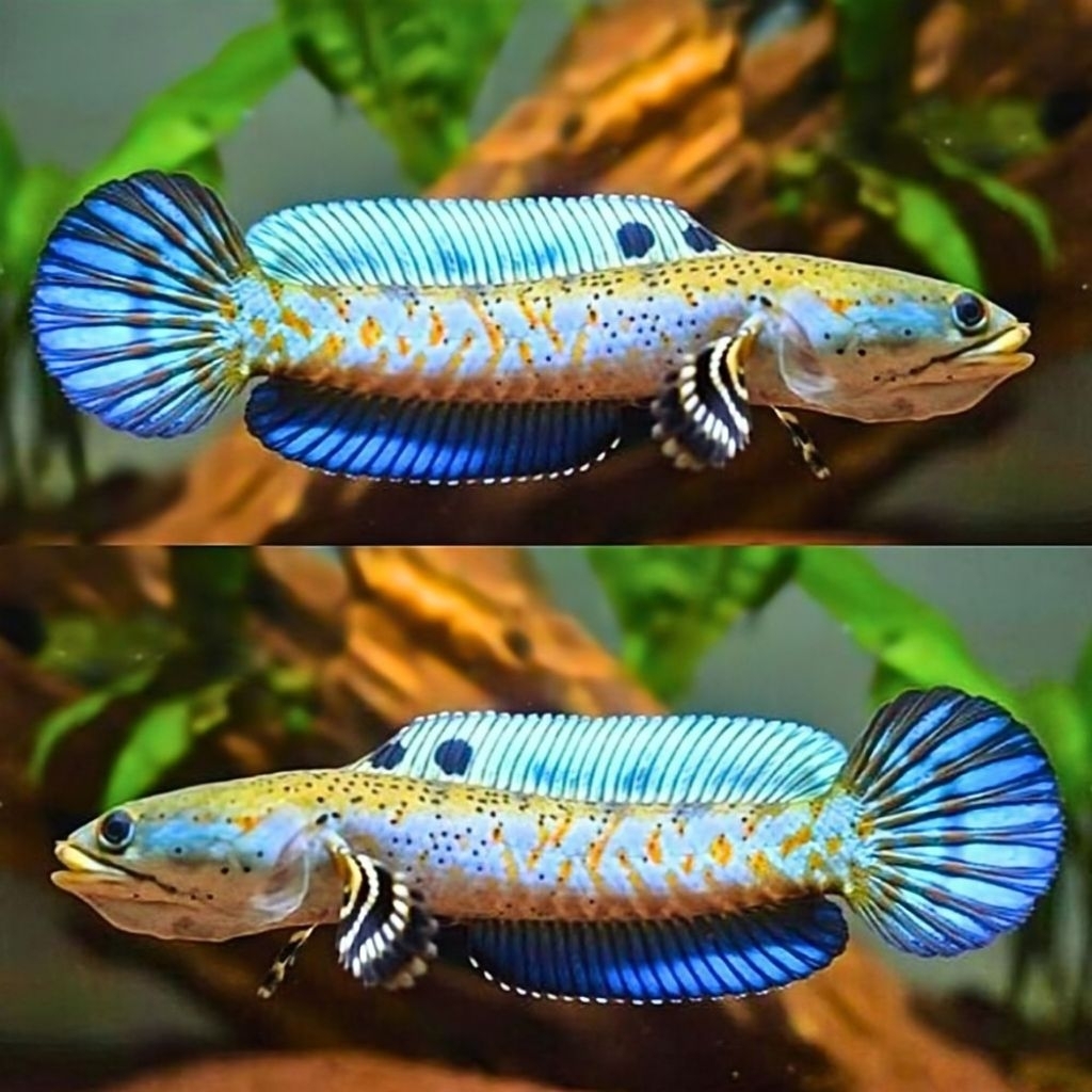 (C.O.D) Channa Blue Pulchra / Blue Pulchra 8-10cm