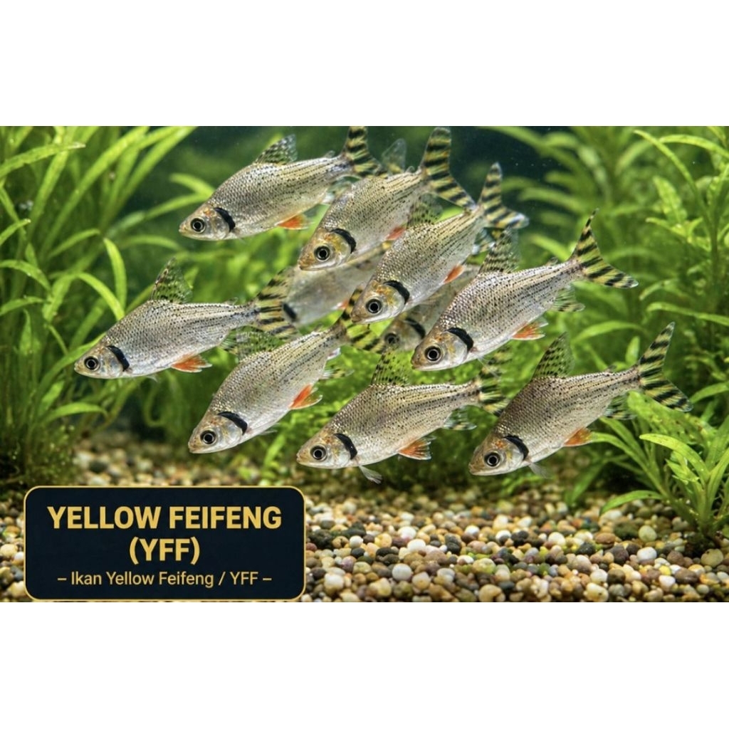 Yellow Feifeng YFF 10–12 cm | Ikan Hias Air Tawar | Barbonymus Schwanenfeldii