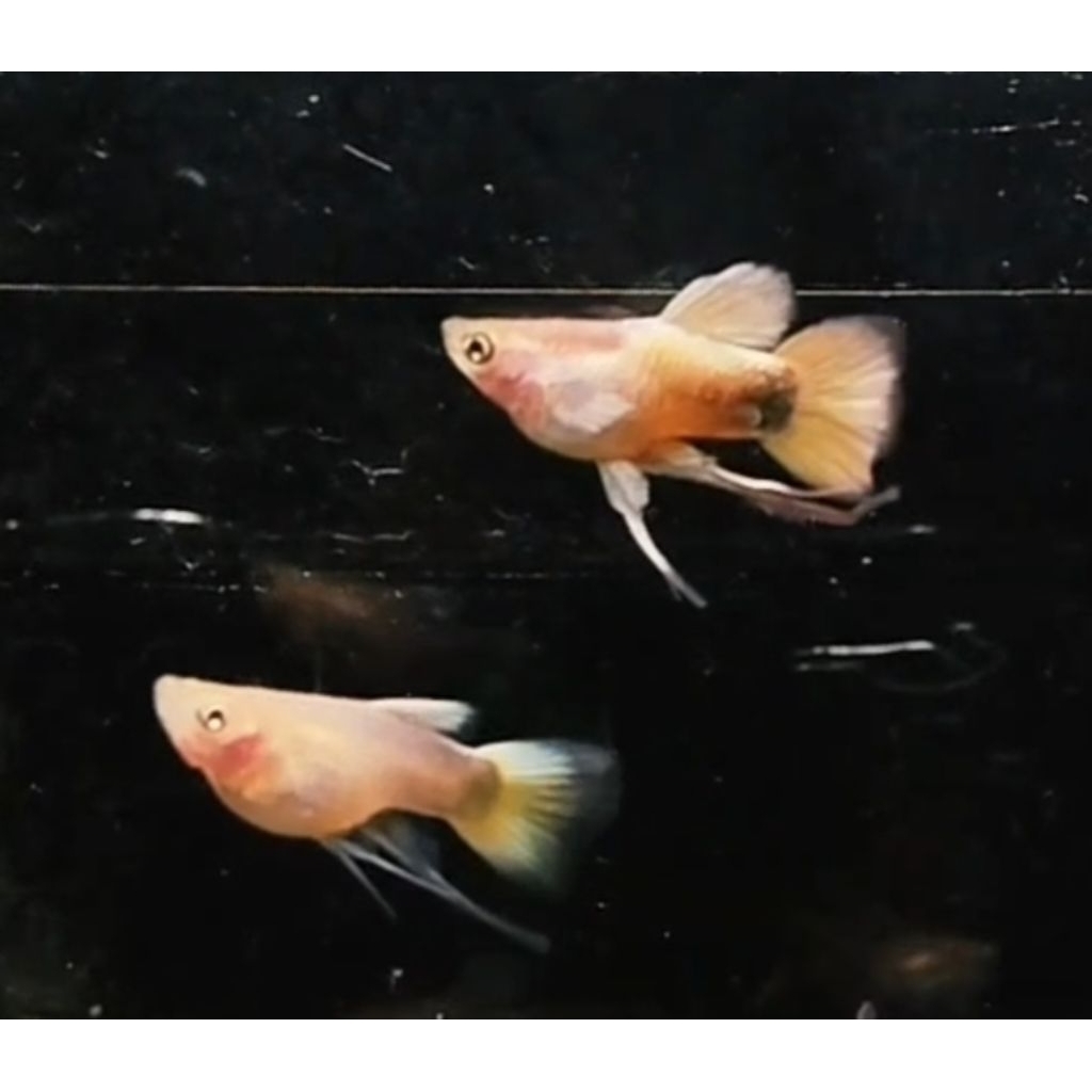 pewangi guppy gold short body ribon
