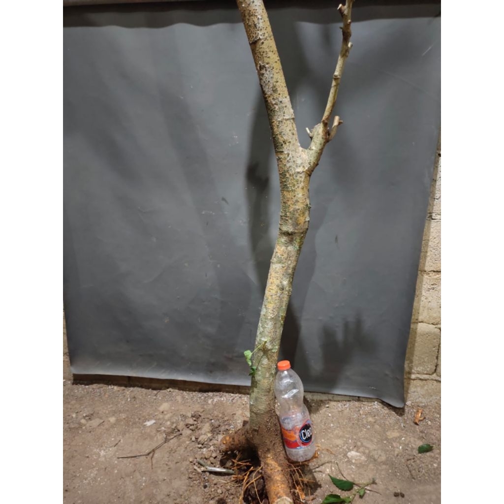 bahan bonsai dongkelan Murbei realpic sesuai gambar tinggi -+100cm