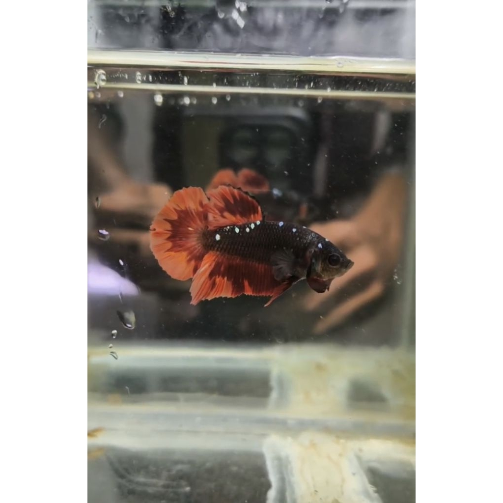 Betta Fish Avatar Cooper Nemo Fire