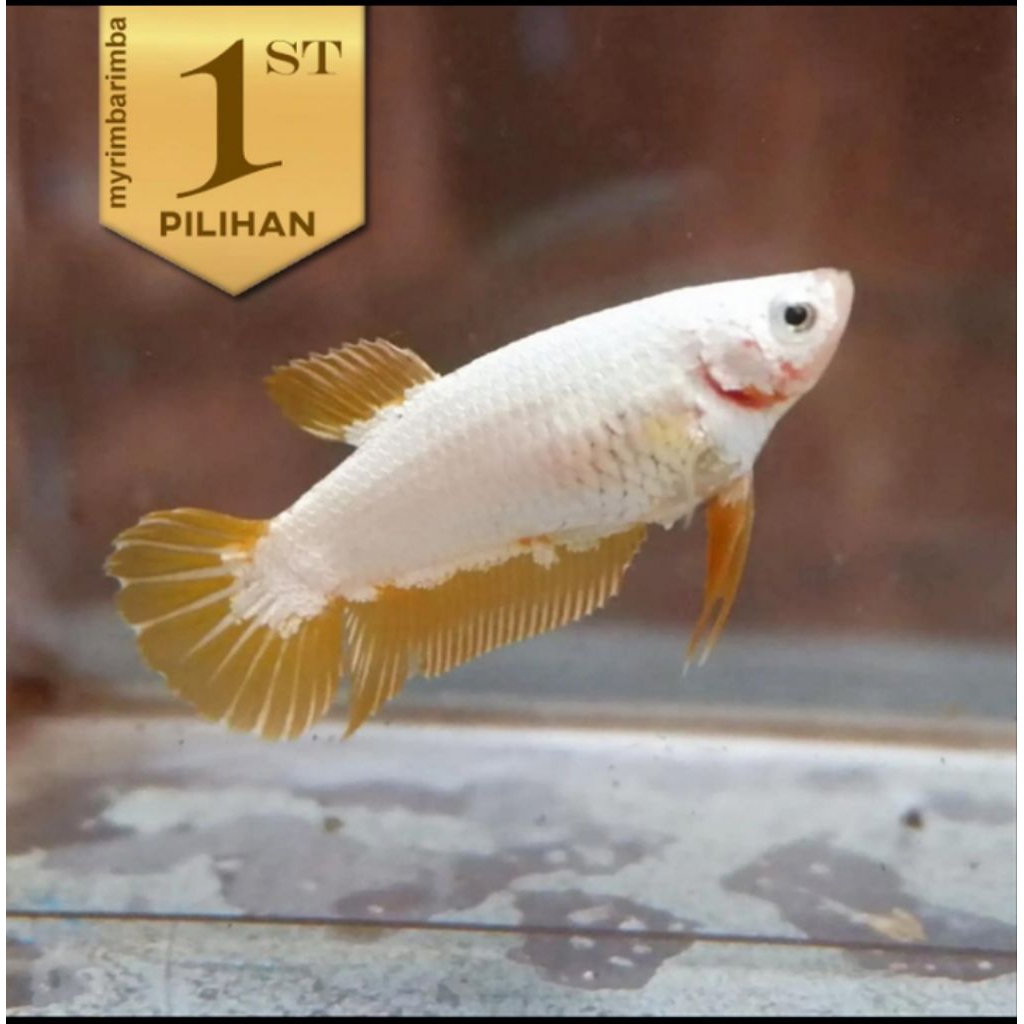 Cupang Betina Yellow Dragon Ikan Hias Aquascape Hiasan Aquarium Tanaman