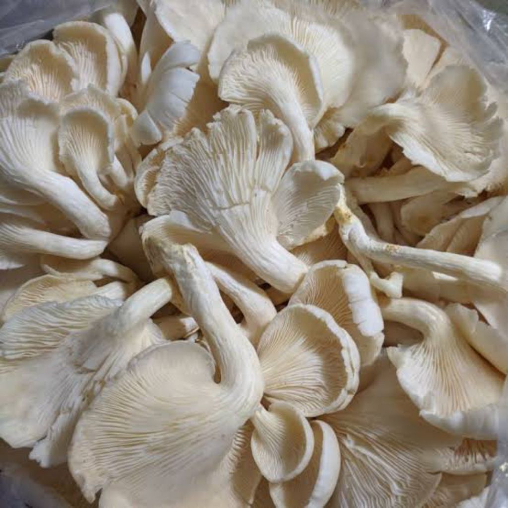 JAMUR TIRAM/ JAMUR PUTIH