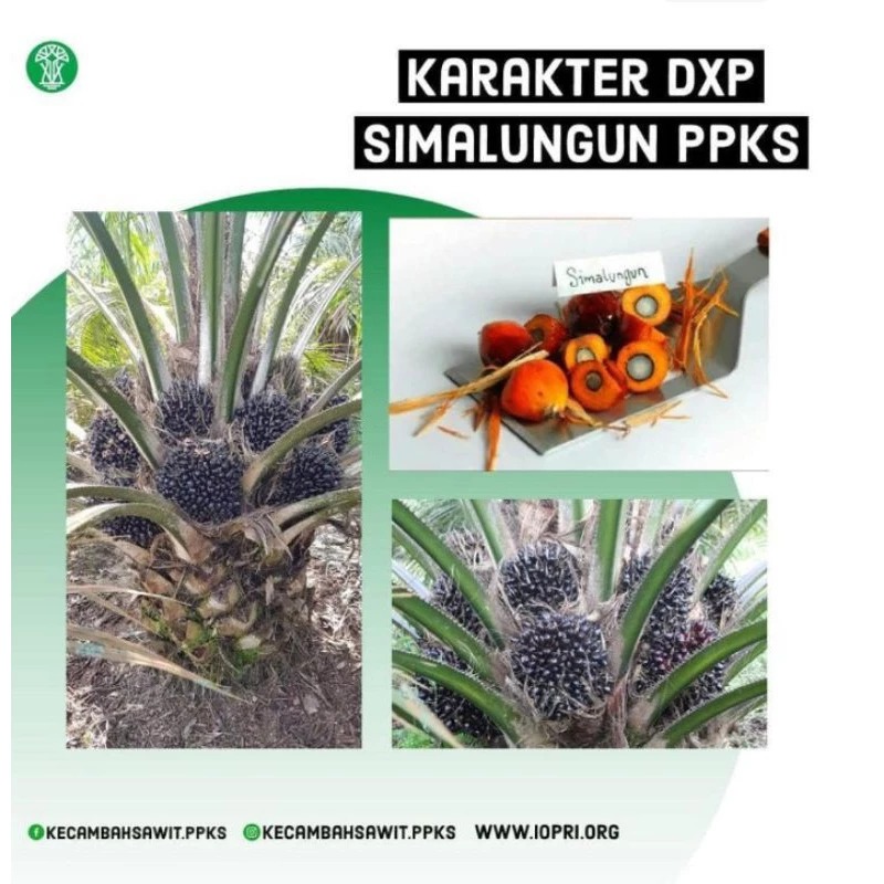 Benih kecambah sawit PPKS Simalungun