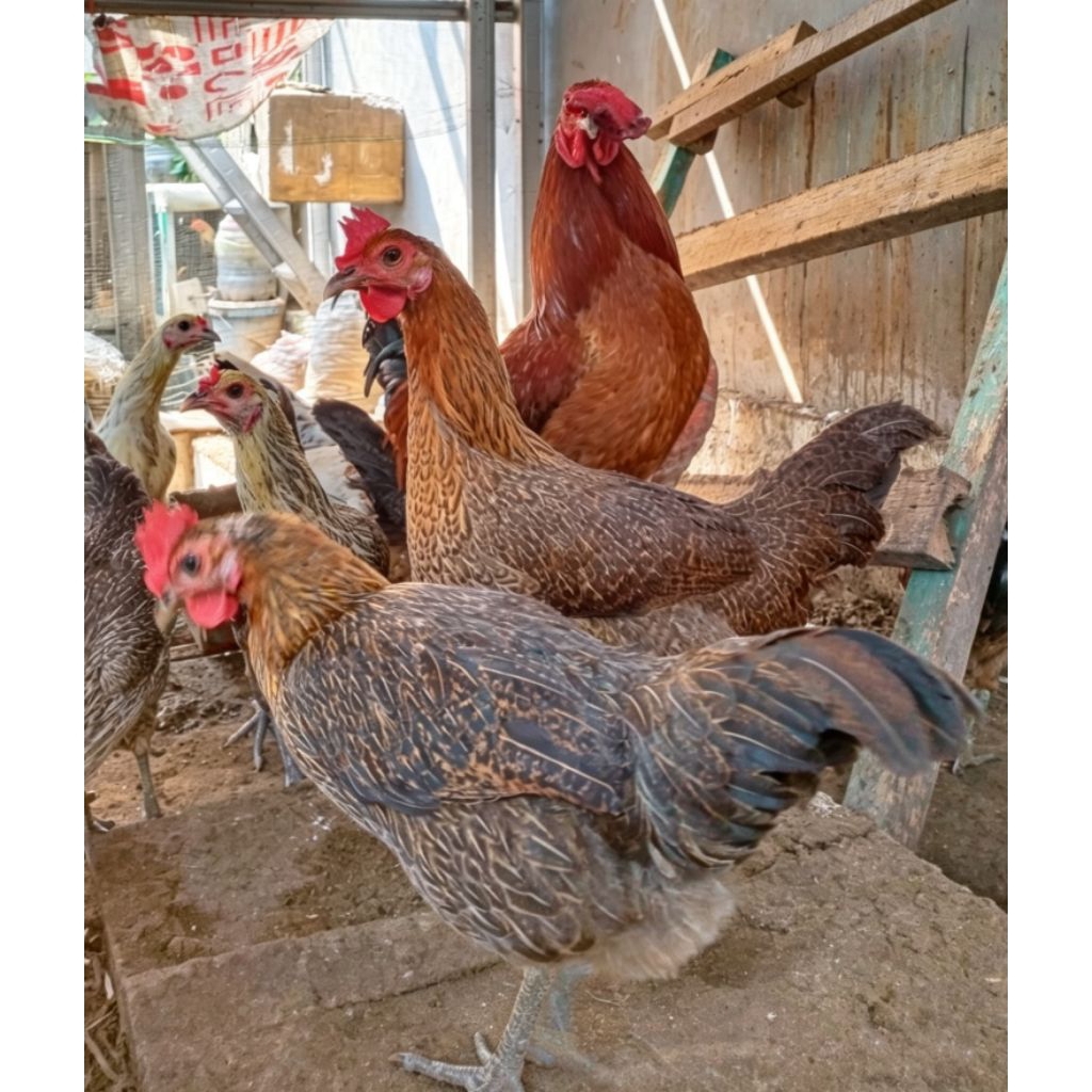 Ayam Laris - Ayam Arab Dewasa Jantan Betina Siap Bertelur