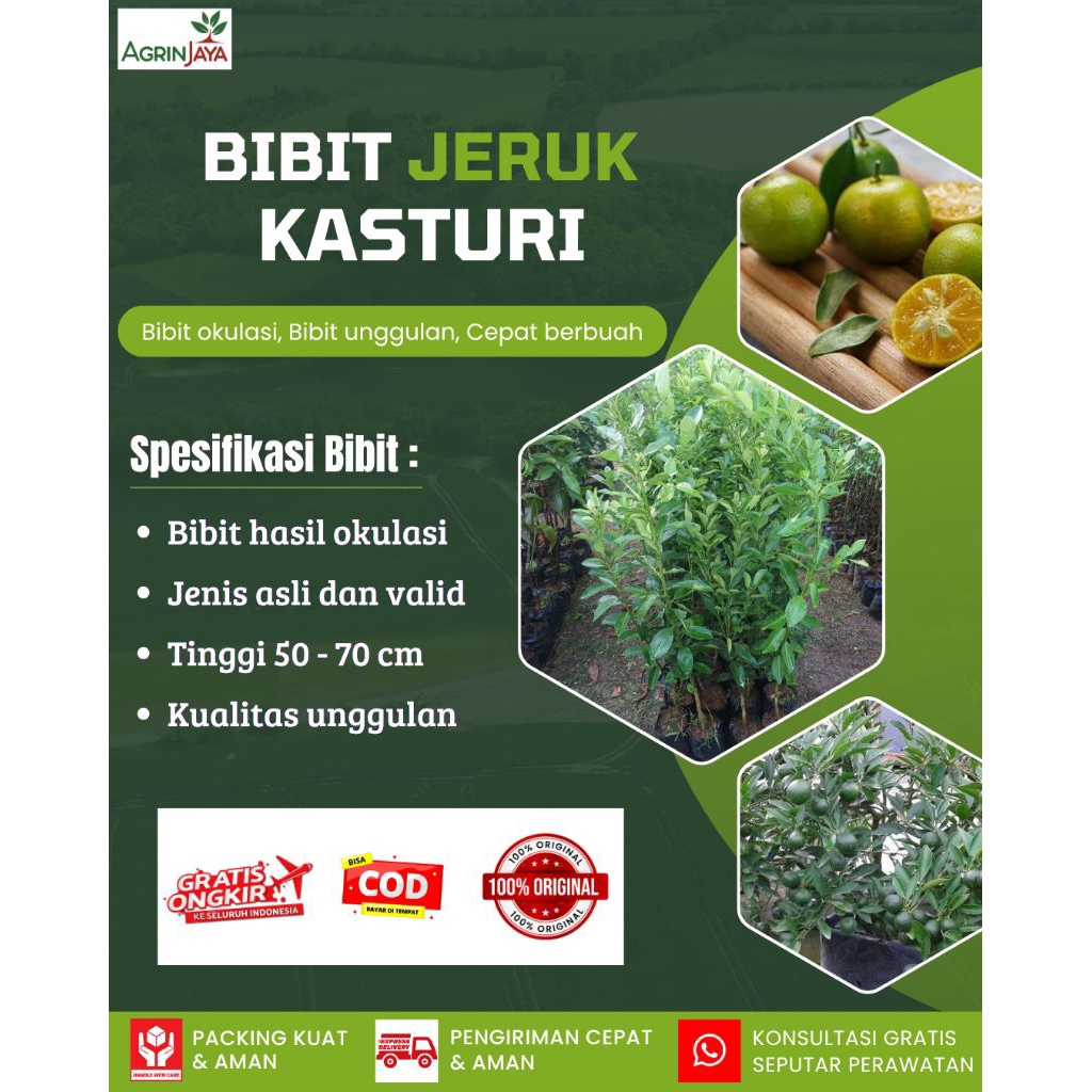 Bibit jeruk kasturi