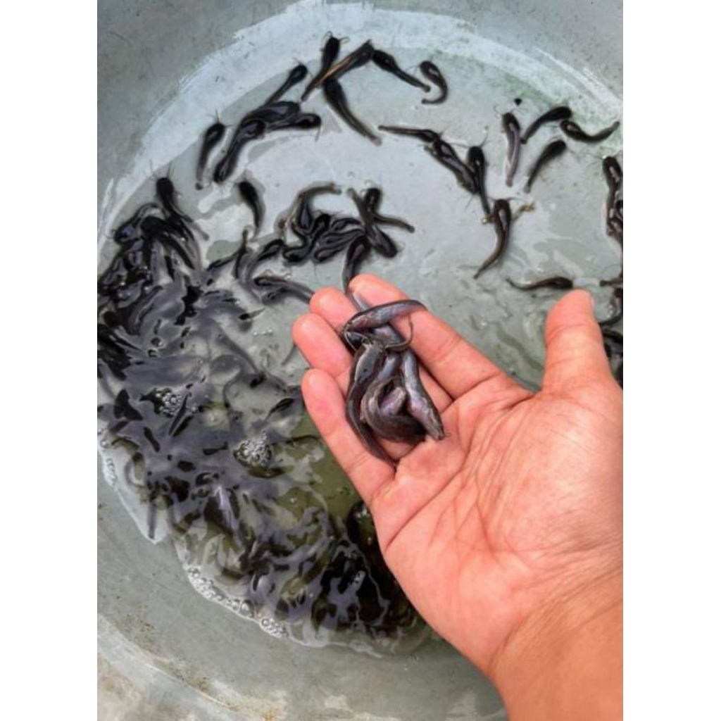 Bibit ikan lele paket 30 EKOR