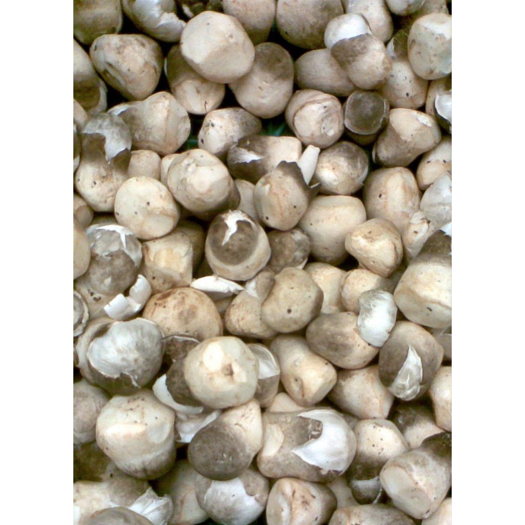 JAMUR MERANG SEGAR