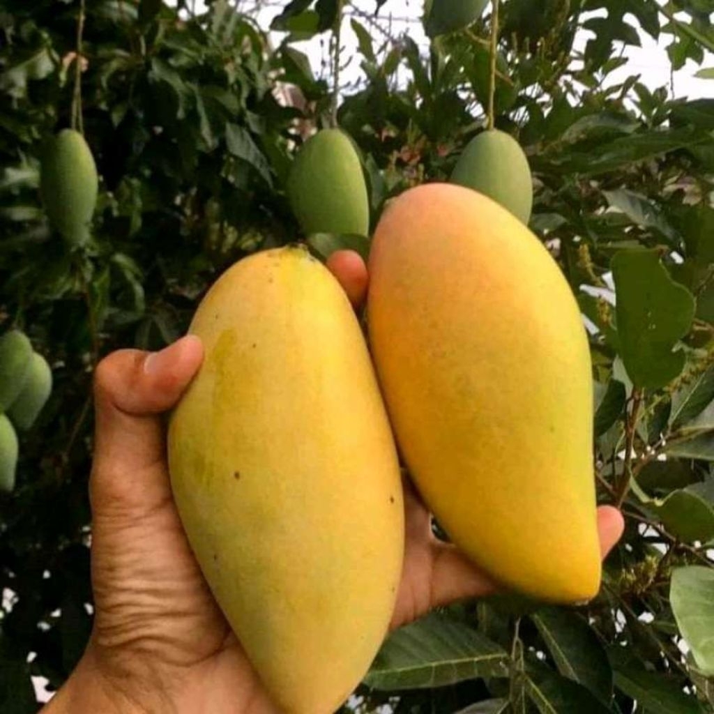 Bibit Mangga Chokanan Berbunga