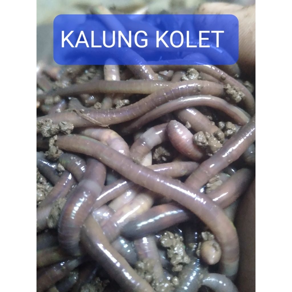 CACING KALUNG KOLET
