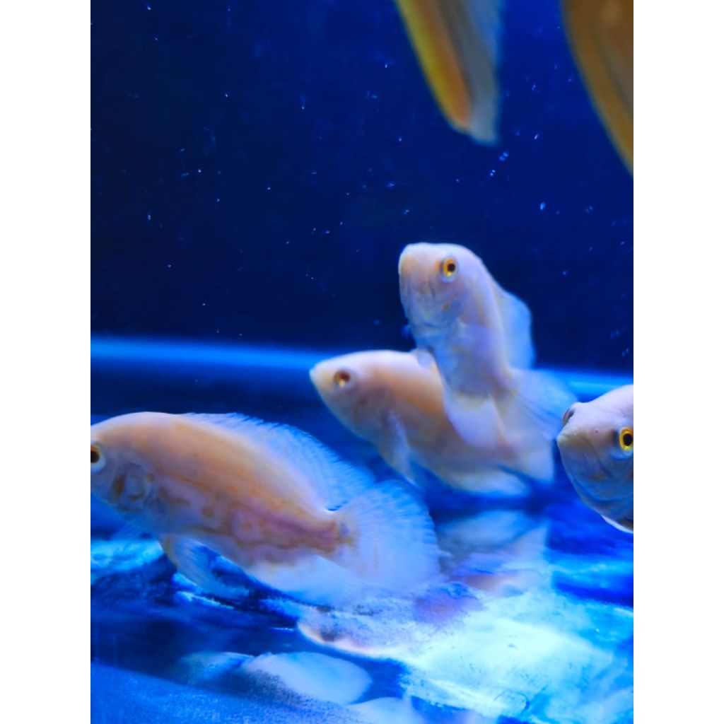 IKAN OSCAR ALBINO SIZE 3,5 JARI OSCAR PUTIH ALBINO