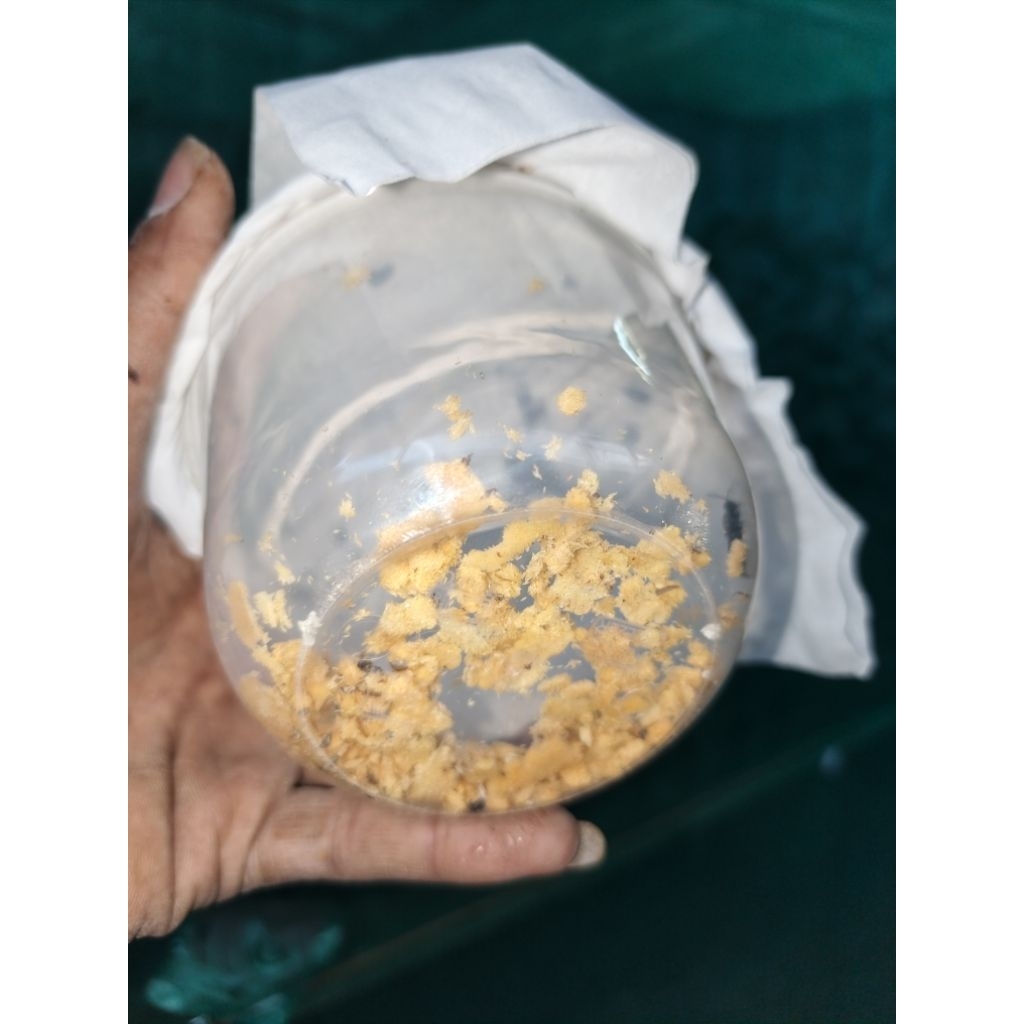 telur magot 1 gram rp  4000 minimal pembelian 5 gram