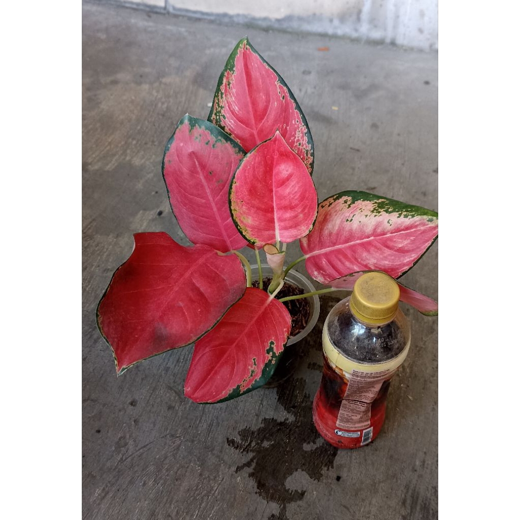 Kochin Pink