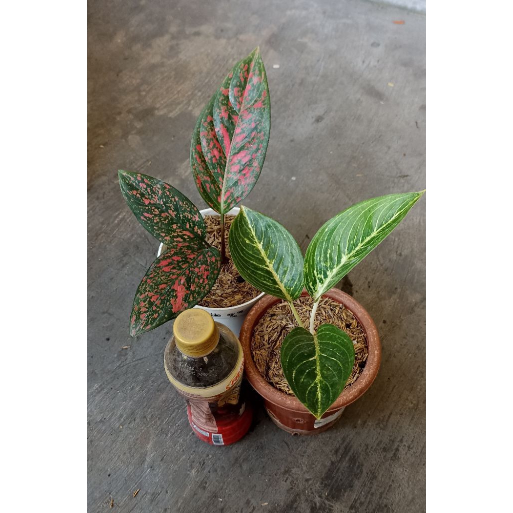 Aglo Ruby Wayang dan Adelia Putih