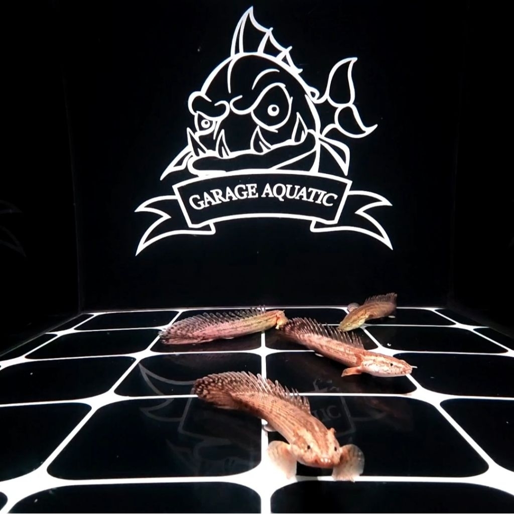 (INSTANT) PALMAS LAPRADEI IKAN HIAS PREDATOR HIASAN AQUARIUM