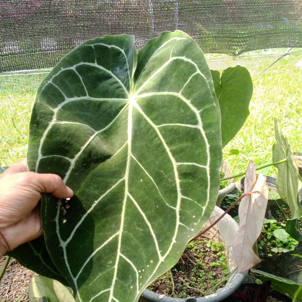 anturium kuping gajah crstaliynum daun tebal beludru jenis tongkolan