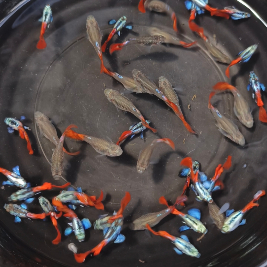 Paket 5 pasang Guppy Prtde - Grade, Sehat & Garansi