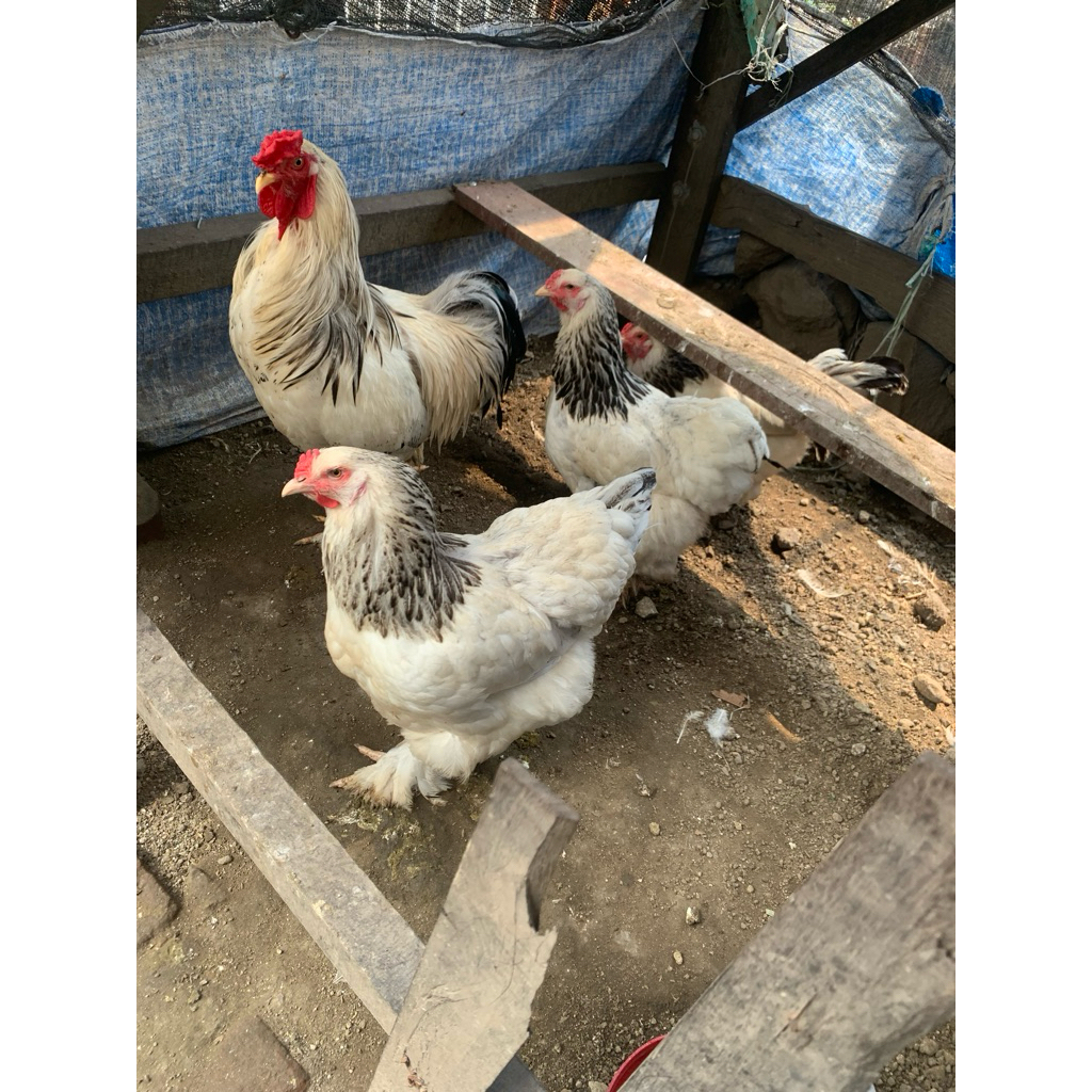 6 butir telur ayam Brahma