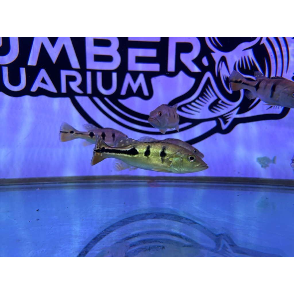 Tankmate & Dekorasi Aquarium Ikan Pibas mono Cocok Untuk Tankmate & Dekorasi