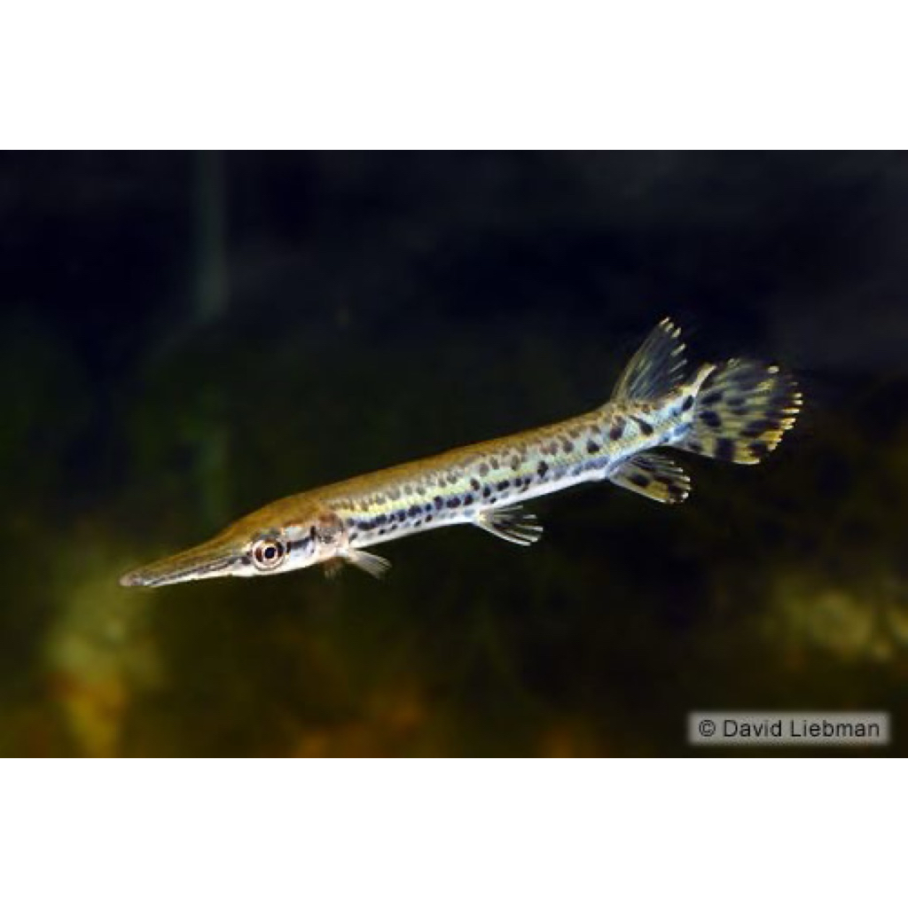 Tankmate & Dekorasi Florida Gar Cocok Untuk Aquarium & Dekorasi