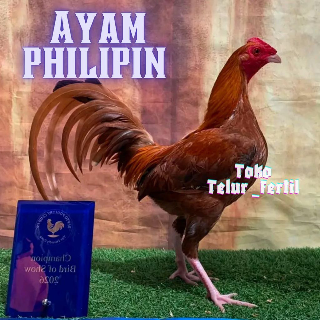TELUR AYAM PHILIPIN  UNTUK DITETASKAN