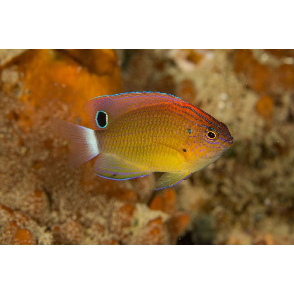 Ikan Hias Air Laut Betok Merah (Speckled Damselfish)