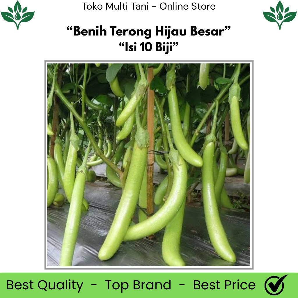 Benih Terong Hijau Besar Isi 10 Biji - Benih Terong Hijau Besar - Benih Terong Hijau Panjang - Benih