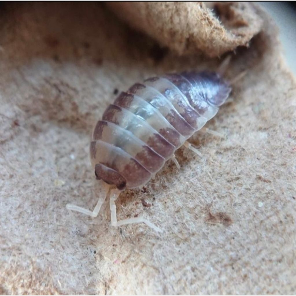 ISOPODA LEAVIS MILK BACK