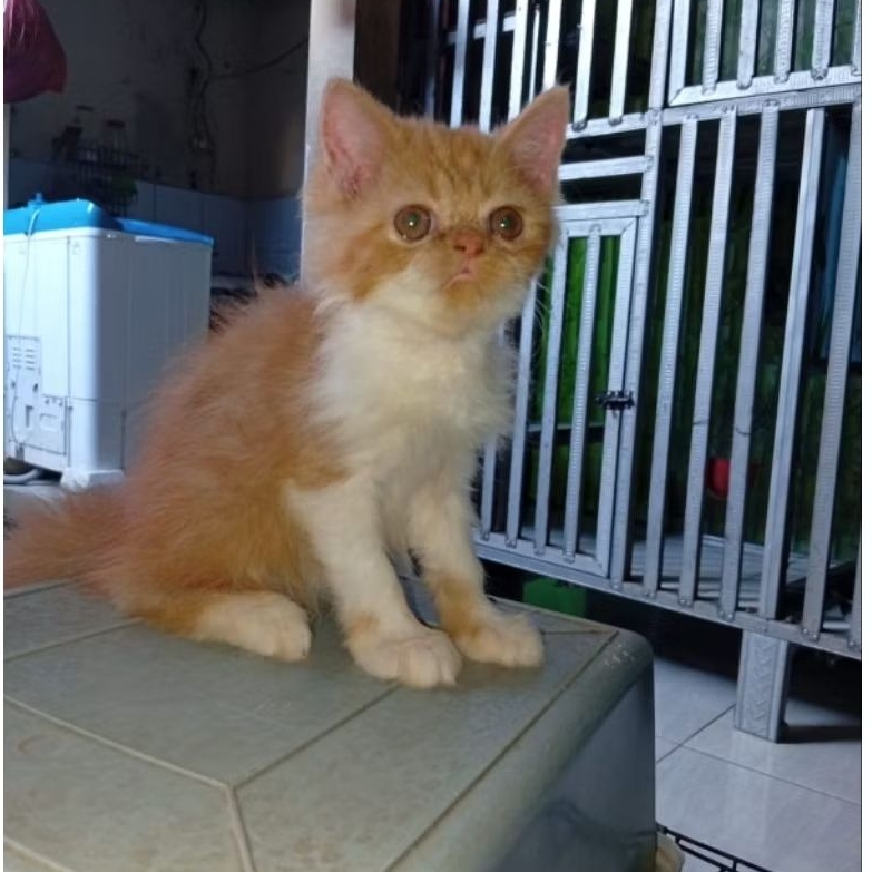 (KHUSUS GOJEK)Anak Kucing Kitten Persia Flatnose Medium