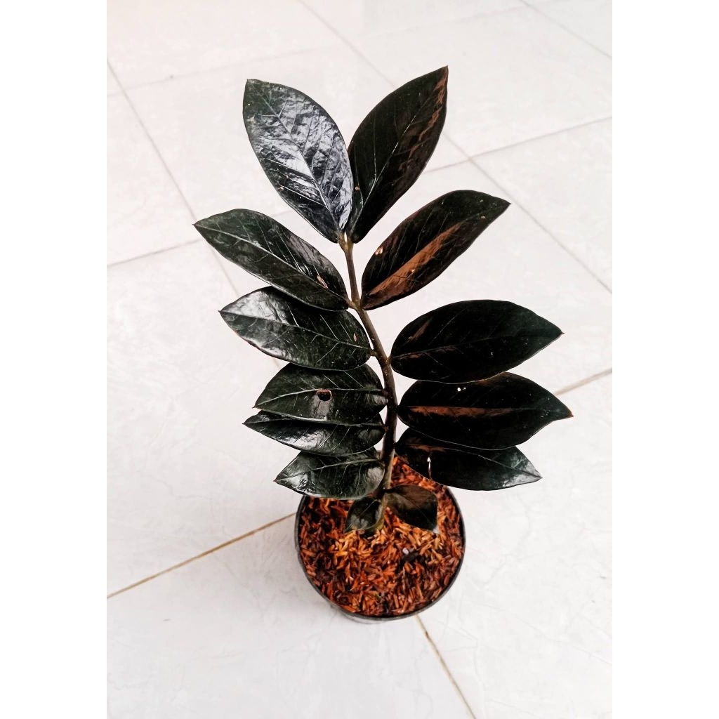 zamia black