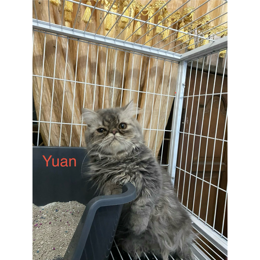 Kucing Persian Munchkin Peaknose