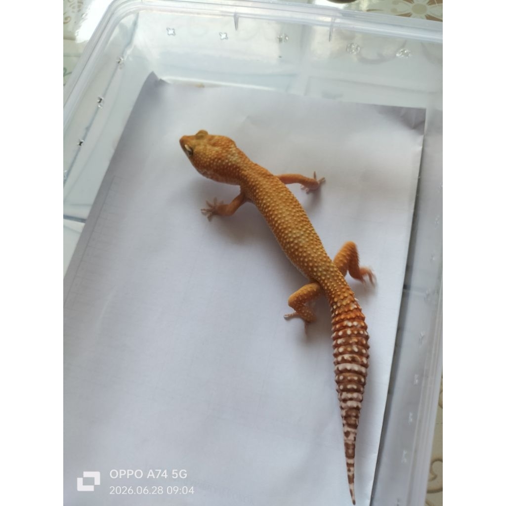 leopard gecko