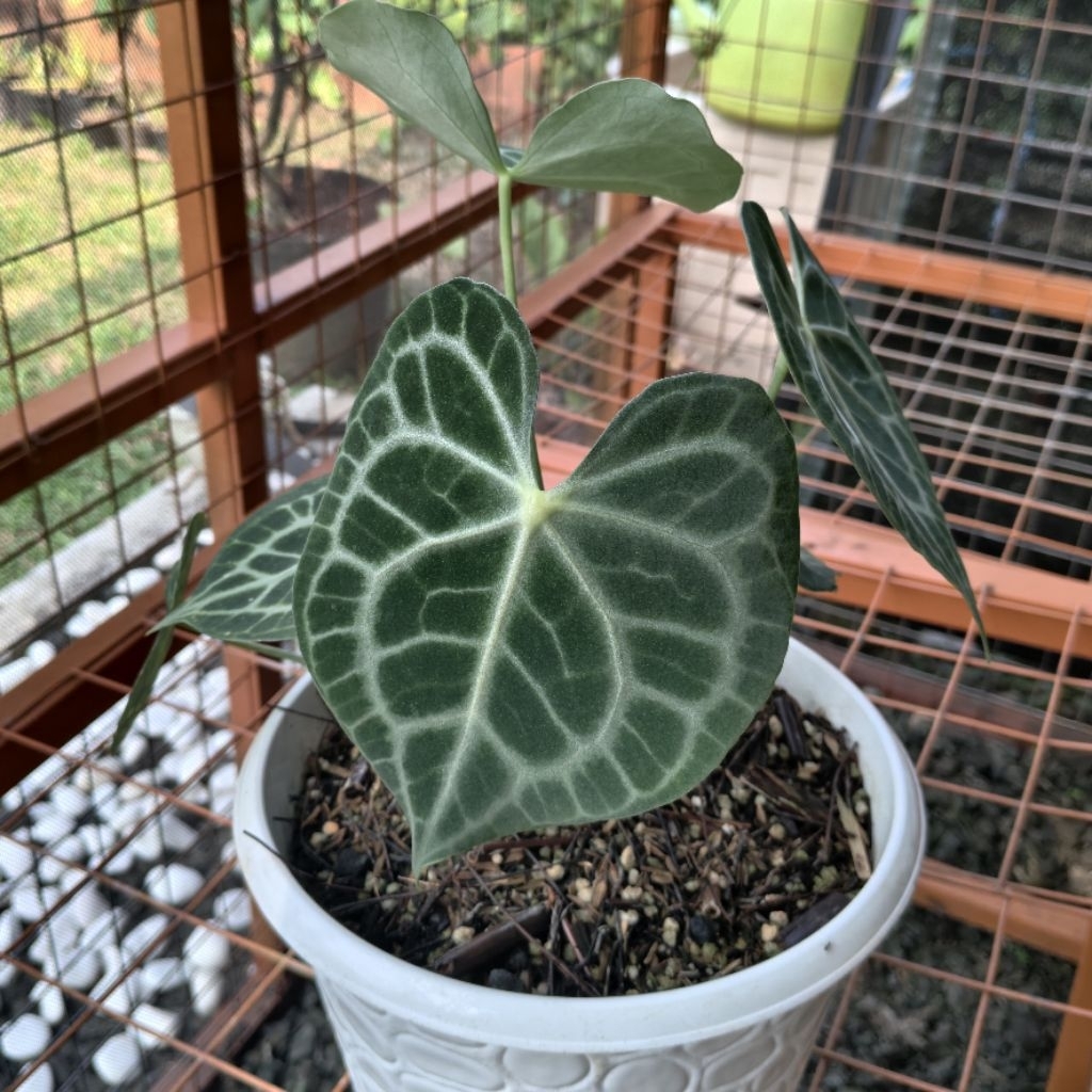 Anthurium Queen Clarinervium , anthurium clarinervium , clarinervium