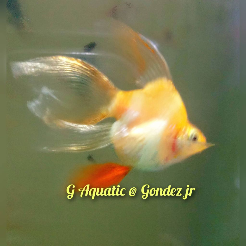 ikan sumatra balon albino slayer sizeL