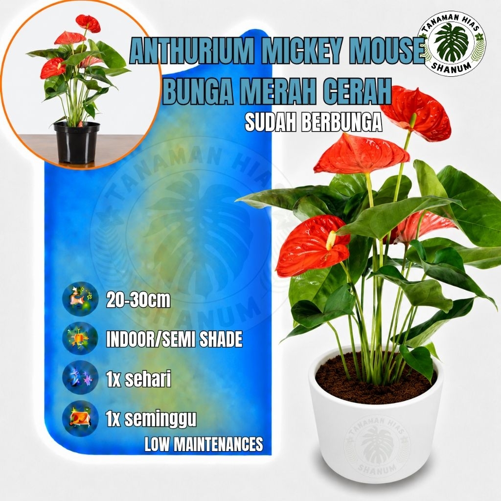 tanaman hias anthurium mickey mouse mini bunga merah - anthurium andreanum - anthurium bunga mini - 