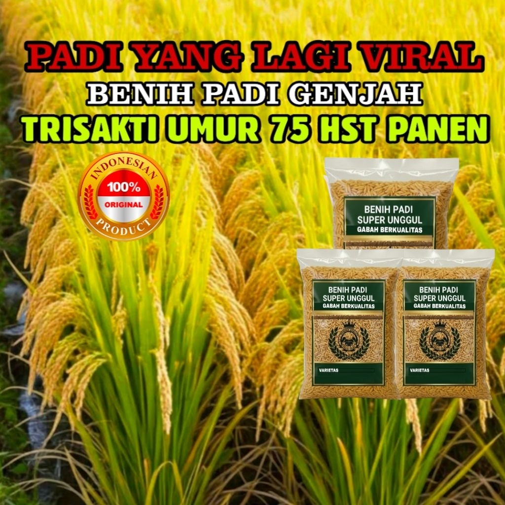 RAJA BENIH 5KG BIBIT YANG LAGI VIRAL PADI TRISAKTI 75-85 HST GENJAH SUPER JUMBO PANEN CEPAT HASIL MA