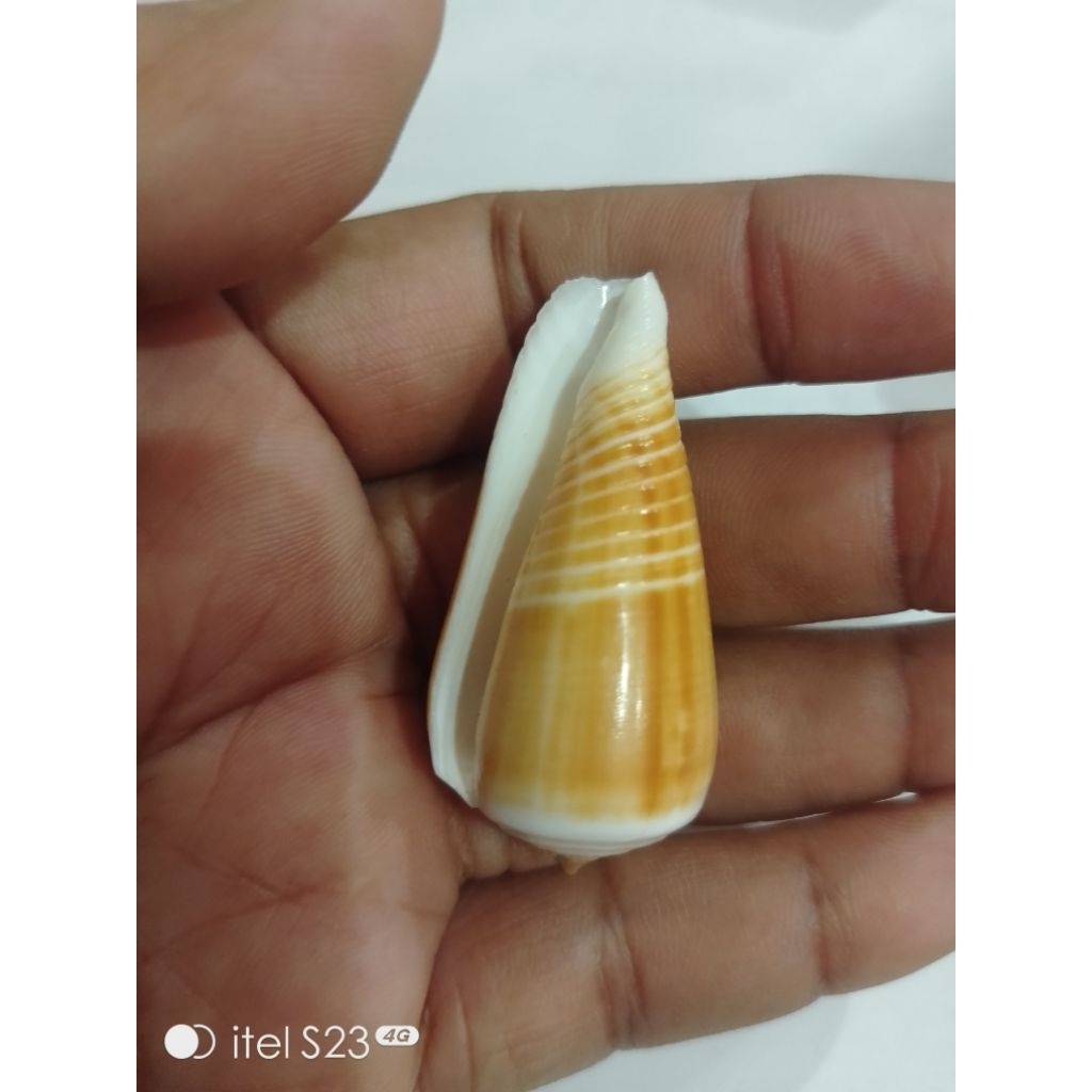 kerang unik conus consors