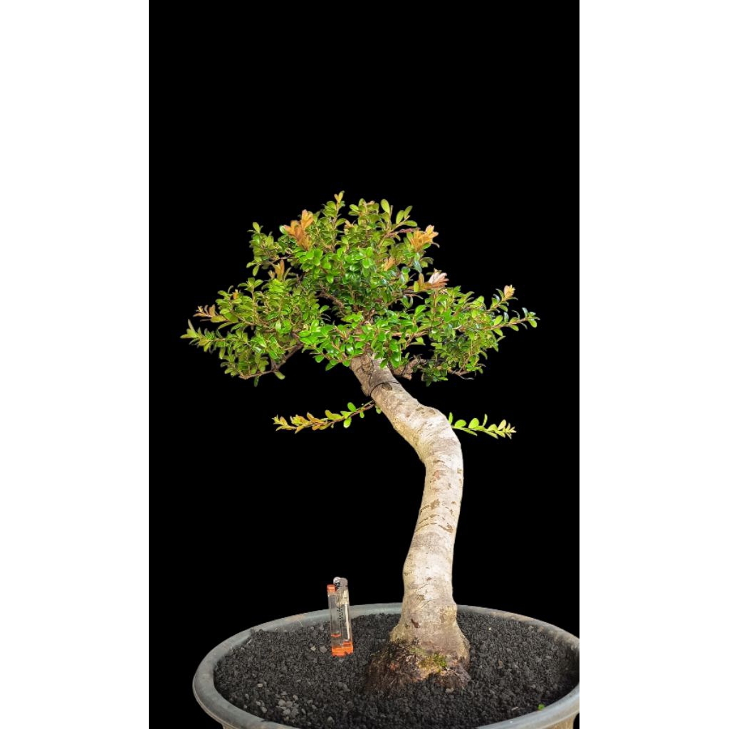 bonsai santigi gunung besar